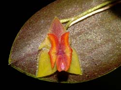 lepanthes_tracheia3_cd