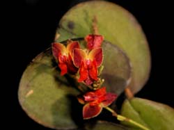 lepanthes_tracheia_cd