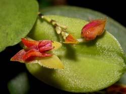 lepanthes_tracheia_ws_cd