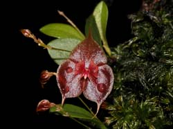 lepanthes_tsubotae_cd