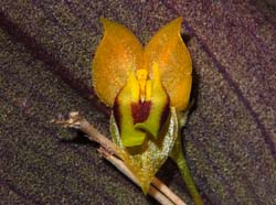 lepanthes_uribe_ws_cd