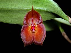 lepanthes_wendlandii_cd