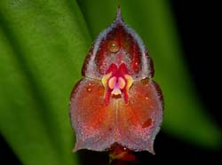 lepanthes_wendlandii_ws_cd