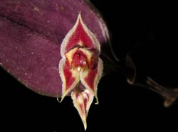 lepanthes_zamorensis3_cd