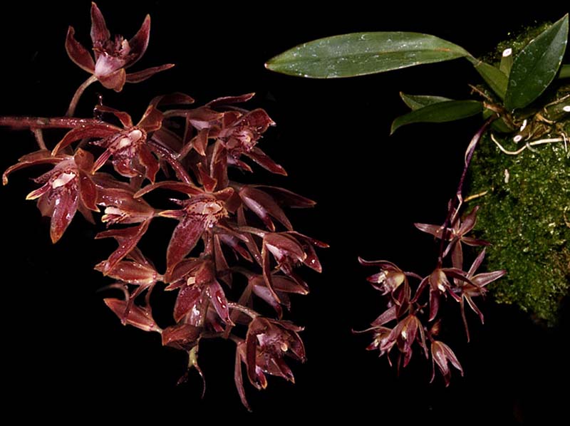 macradenia_multiflora_cd