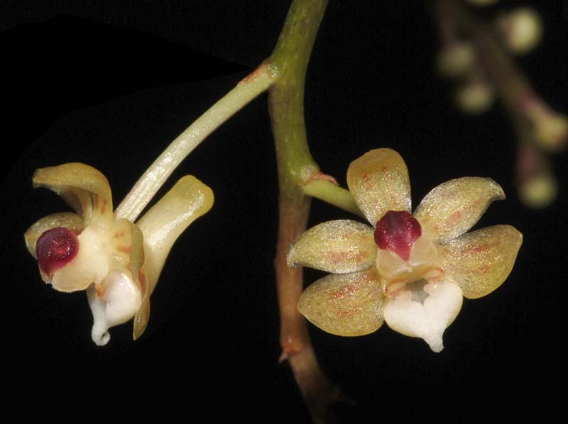 malleola_insectifera_ws_cd