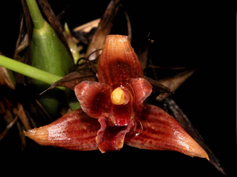 maxillaria neophylla_cd