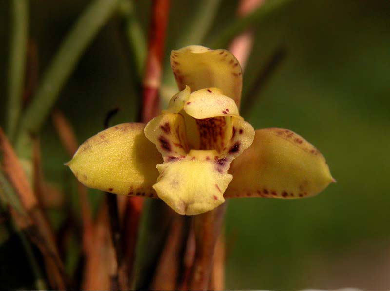 maxillaria_acicularis_ws_cd