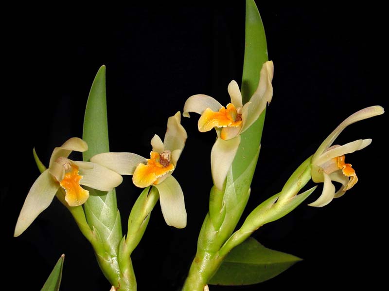 maxillaria_alpestris_eg_cd