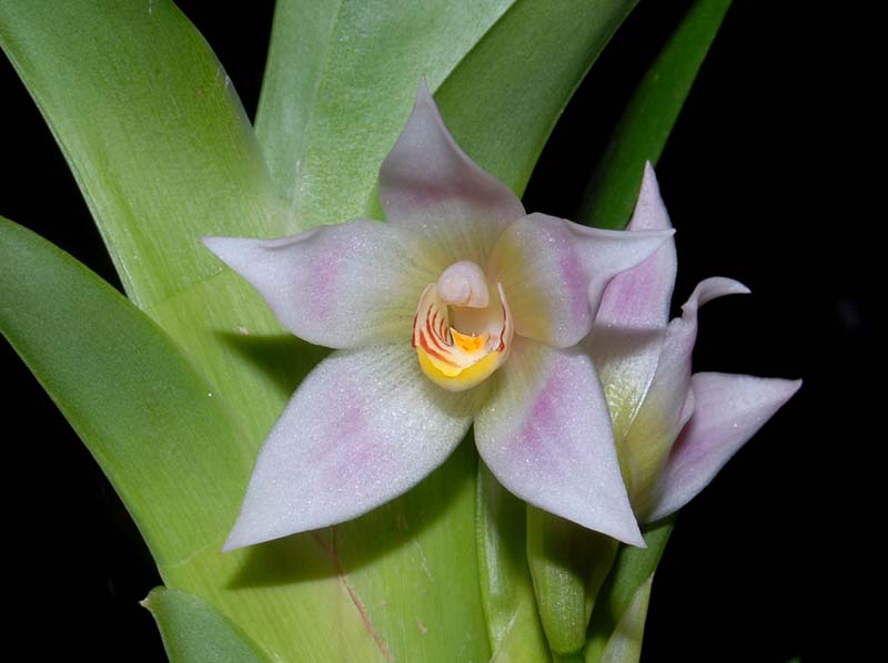 maxillaria_carinulata_ws_cd