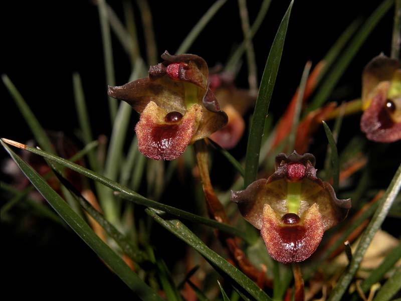 maxillaria_cogniauxiana_cd