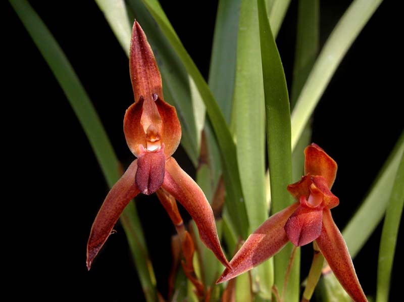 maxillaria_cucullata_ws_cd