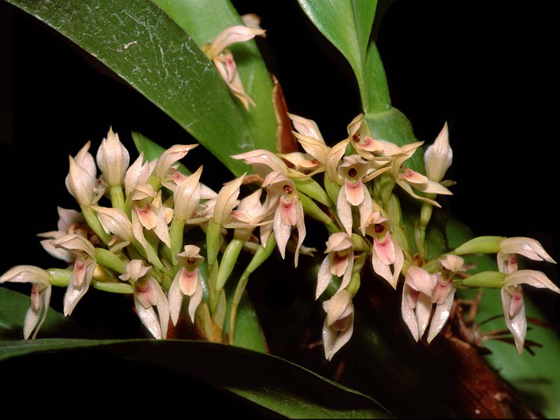 maxillaria_densa_cd