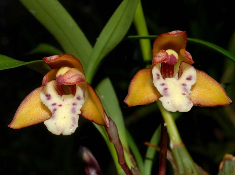 maxillaria_gracilis2_ws_cd