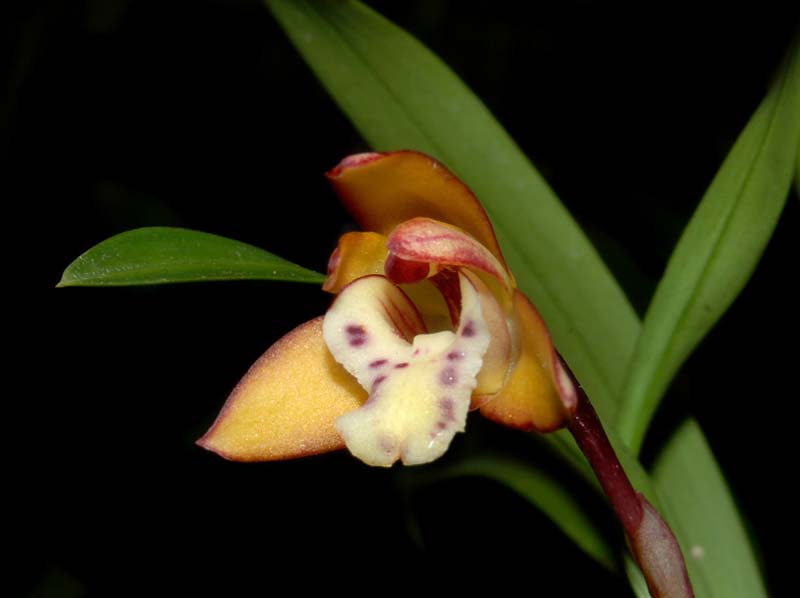 maxillaria_gracilis_ws_cd