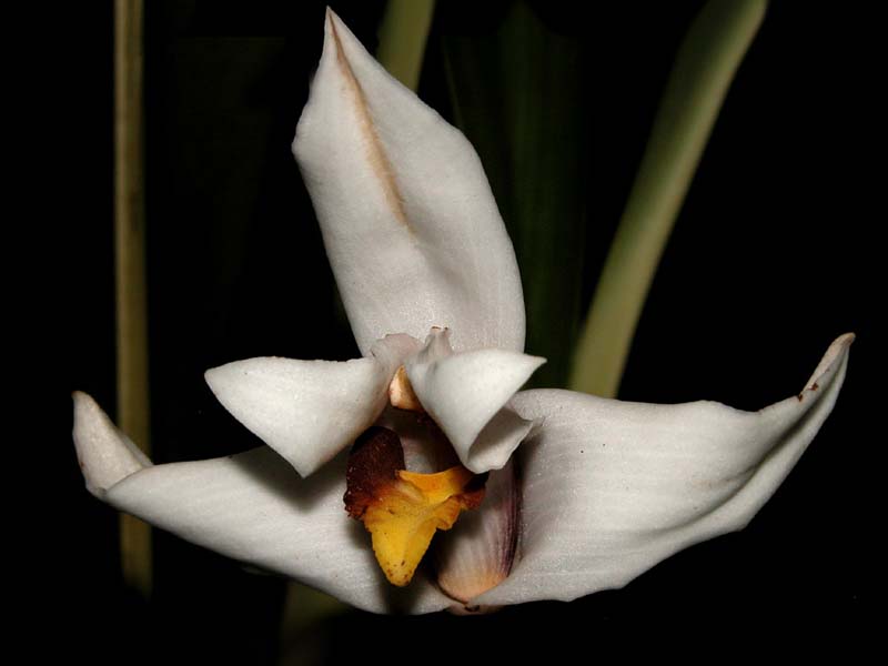 maxillaria_grandiflora_cd