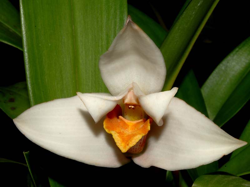 maxillaria_grandiflora_ws_cd