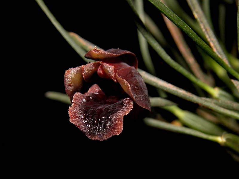 maxillaria_juergensii_ws_cd