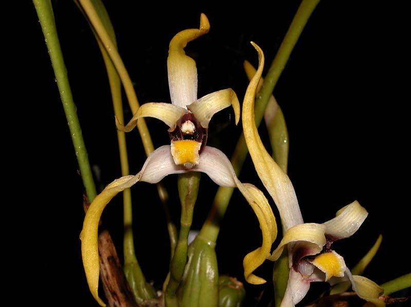 maxillaria_laptocera_cd