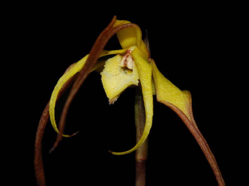 maxillaria_lepidota2_ws_cd