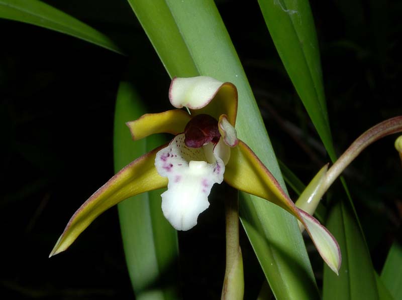 maxillaria_marginata_ws