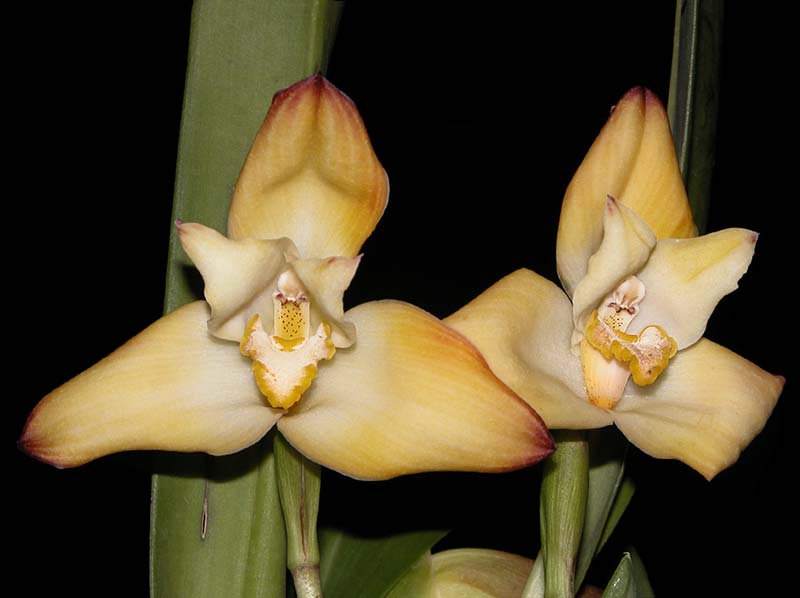 maxillaria_molitor_cd