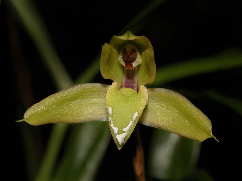 maxillaria_notylioglossa_meirax_cd