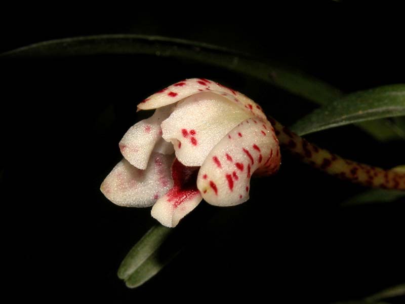 maxillaria_ponerantha_cd