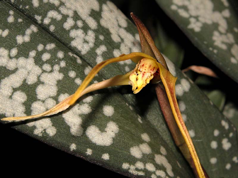 maxillaria_pseudoreichenheimii_cd