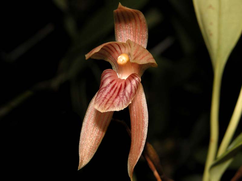 maxillaria_pulla_cd