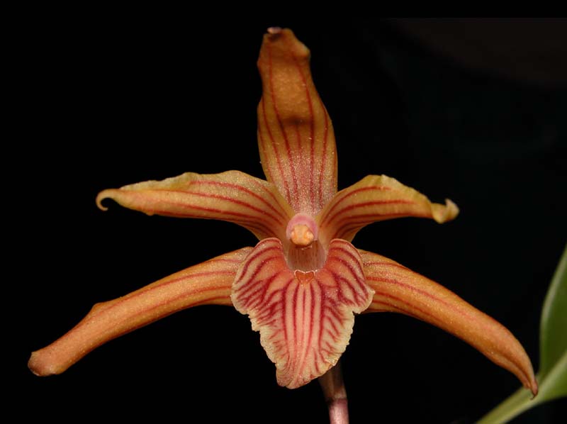 maxillaria_pulla_ws_cd