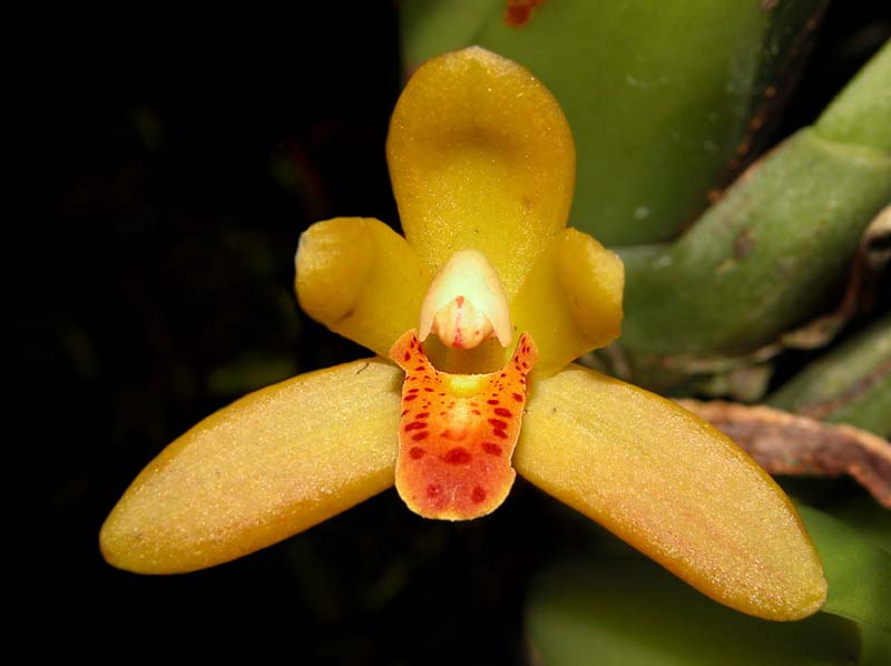 maxillaria_rufescens2_cd