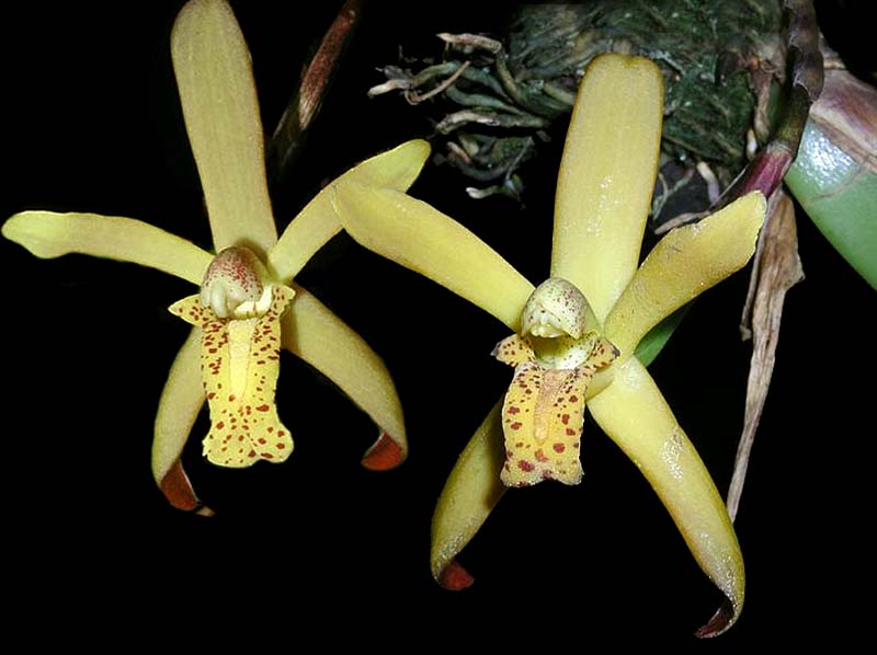 maxillaria_rufescens_cd