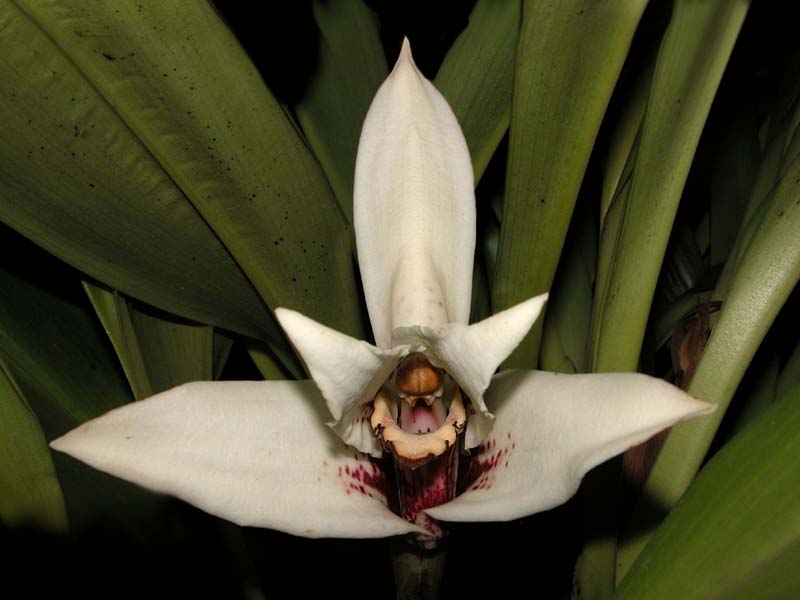 maxillaria_sanderiana_cd