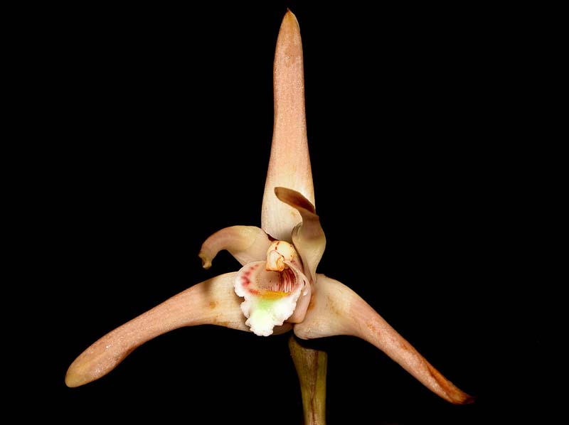 maxillaria_setigera_ws_cd