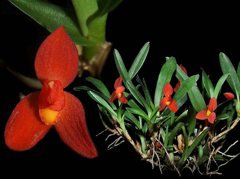 maxillaria_sophronitis_cd