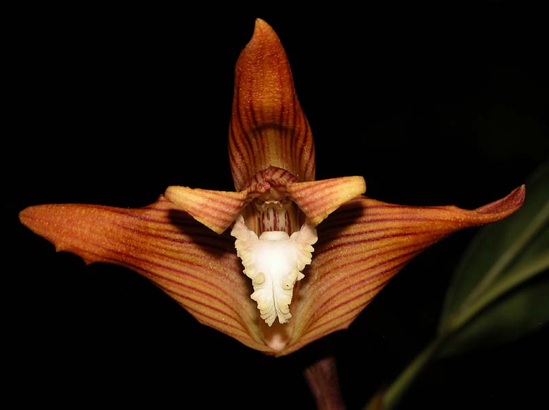 maxillaria_striata3_cd