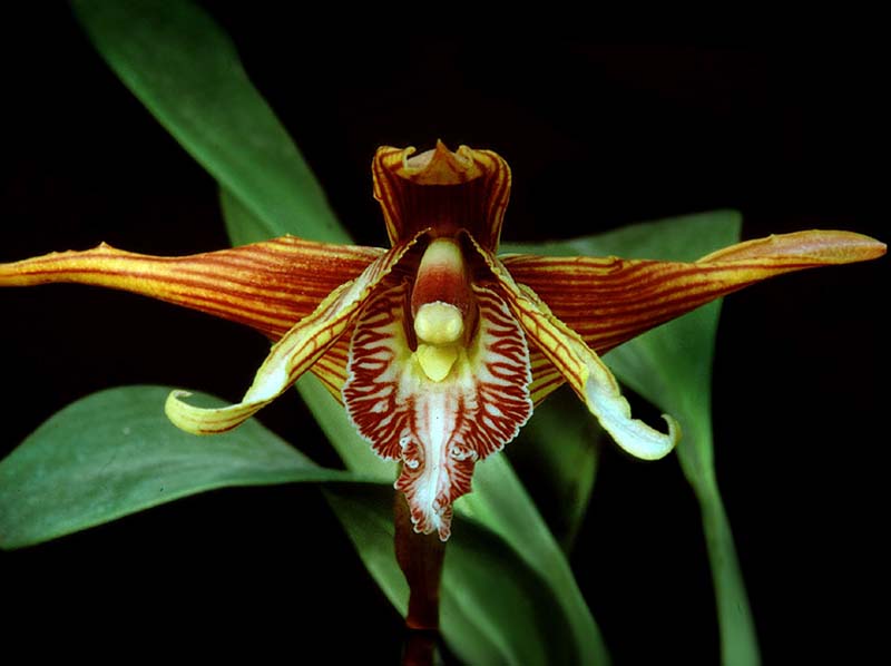 maxillaria_striata_cd