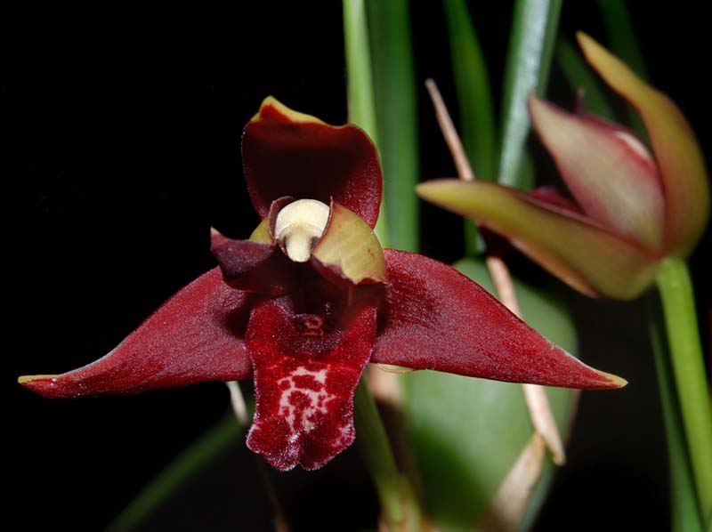 maxillaria_tenuifolia_ws_cd