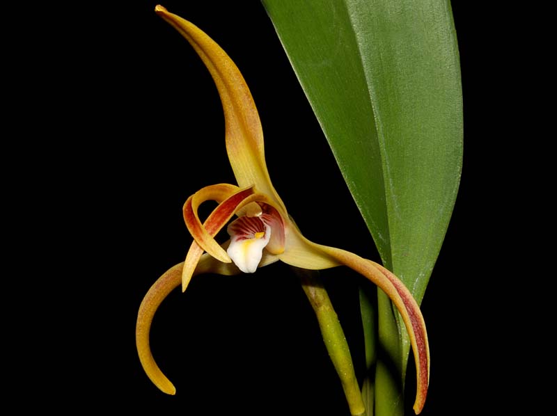 maxillaria_triloris_ws_cd