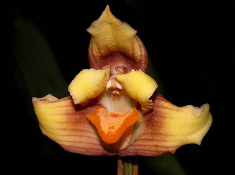 maxillaria_turkeliae_cd