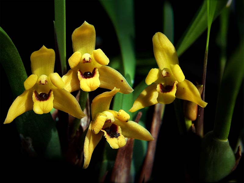 maxillaria_variabilis_cd