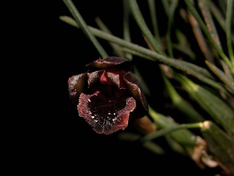 maxillaria_vitelliniflora_cd