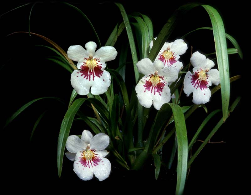 miltonia_phalaenopsis_cd