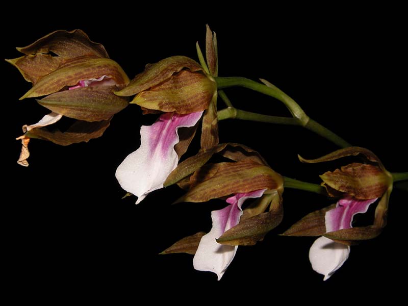 miltonia_russeliana_cd