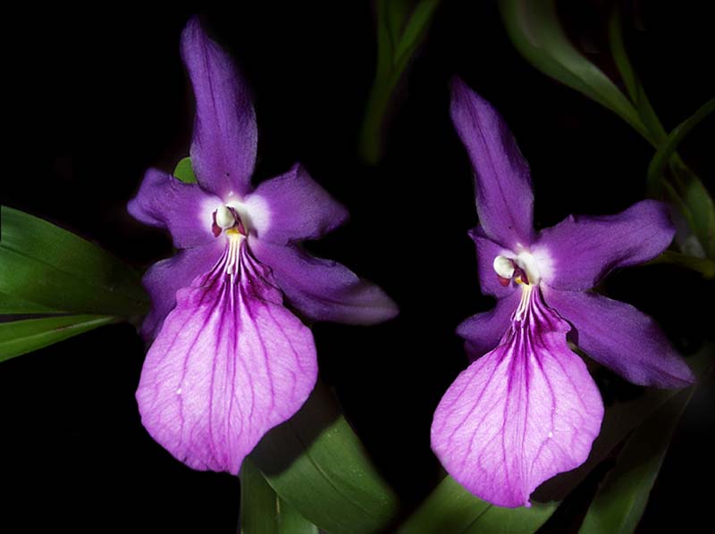 miltonia_spectabilis_moreliana_cd