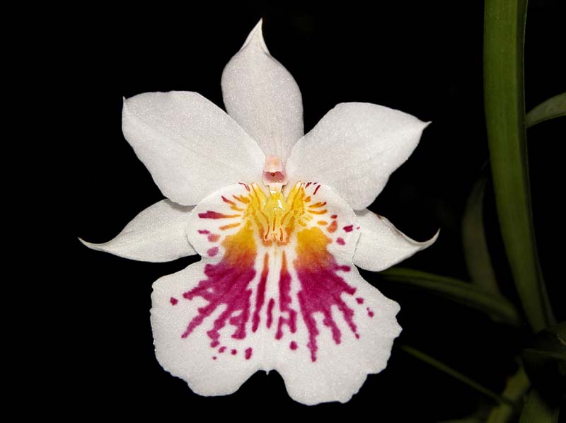 miltoniopsis_phalaenopsis_cd