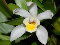 maxillaria_camaridii_ws_cd