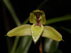 maxillaria_cerifera_cd