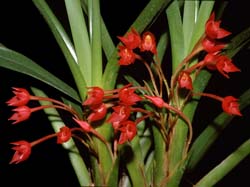 maxillaria_coccinea_cd